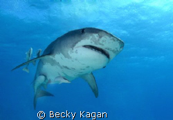 Tiger shark swims overhead by Becky Kagan 